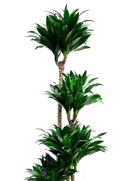 Драцена Компакта 4 ствола 24/130 см в CILINDRO 32