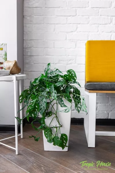 Монстера Манки в CUBICO COLOR 22