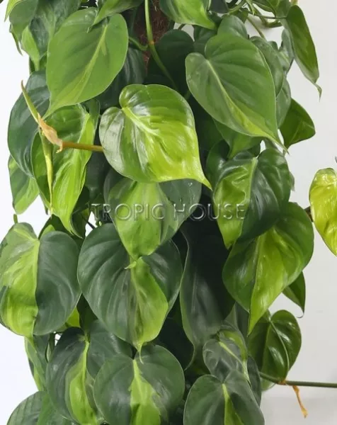 Филодендрон Бразил RONDO 32