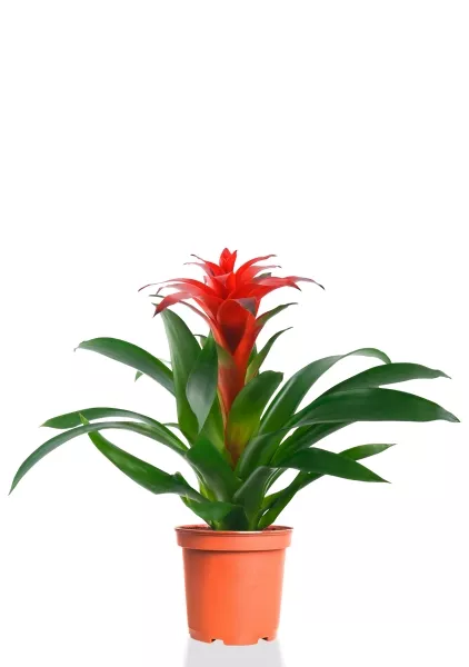 Гузмания Калипсо красная 12/40 см