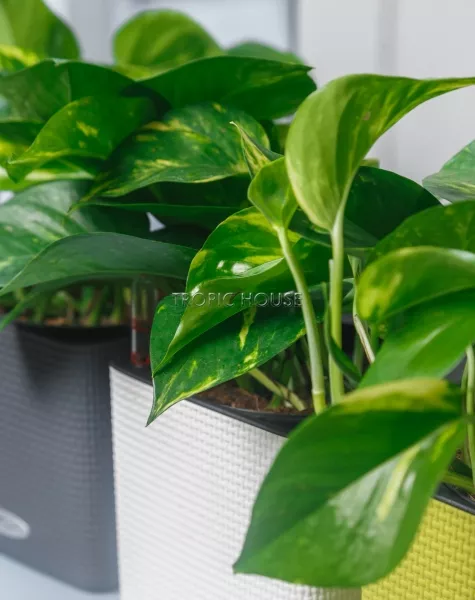 Набор сциндапсусов CUBE COLOR 14