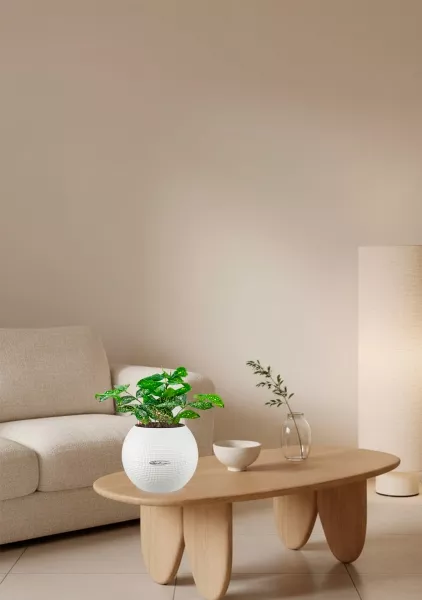 Драцена Суркулоза в PURO 20