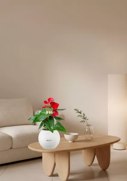 Антуриум красный в PURO 20