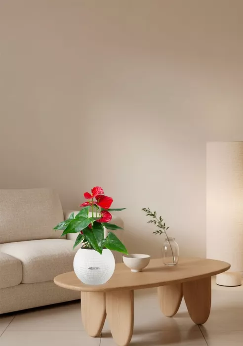 Антуриум красный в PURO 20