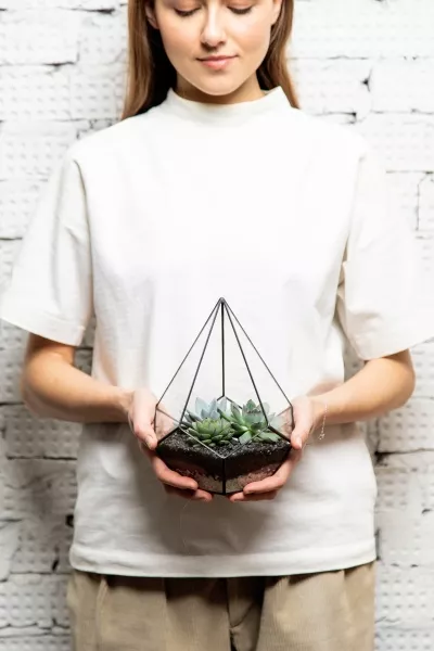 Флорариум - мини капля с суккулентами