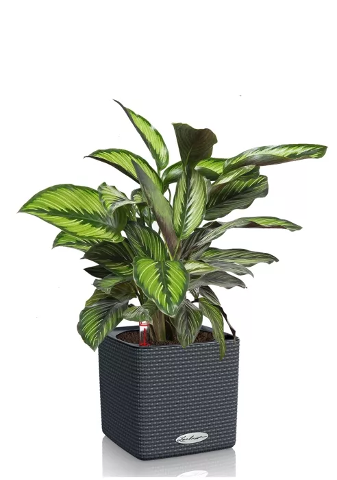Калатея Принцепс в CUBE COLOR 14, серый