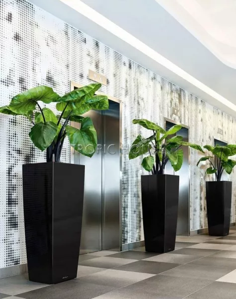 Кашпо LECHUZA CUBICO ALTO 40х105 см