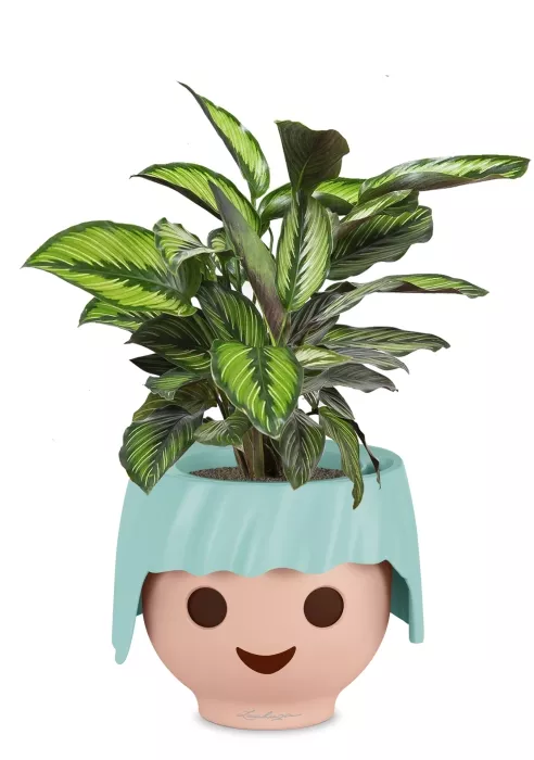 Калатея Принцепс в OjO, голубой