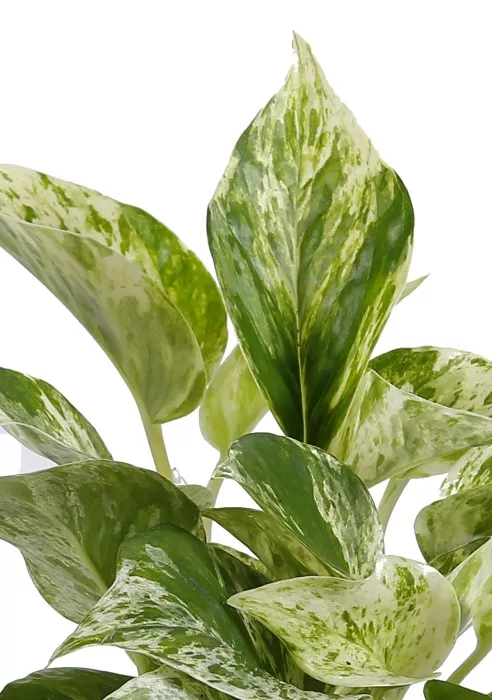 Сциндапсус Марбл Квин в CUBE COLOR 14