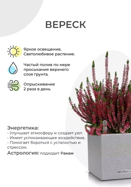 Вереск (Эрика) бордовый в CANTO Stone 14