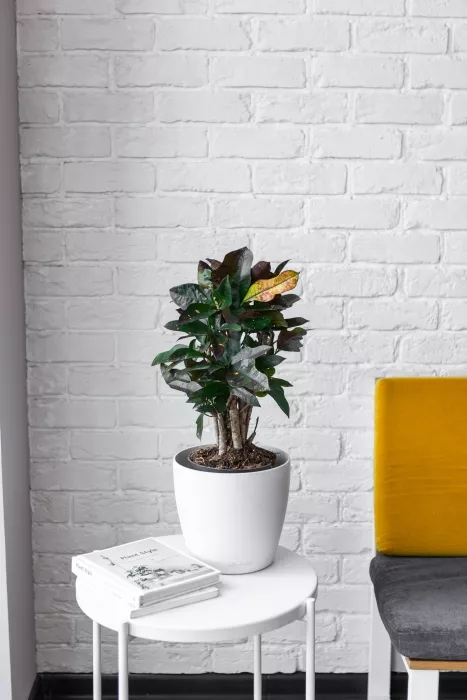 Кротон Вилма в CLASSICO COLOR 21