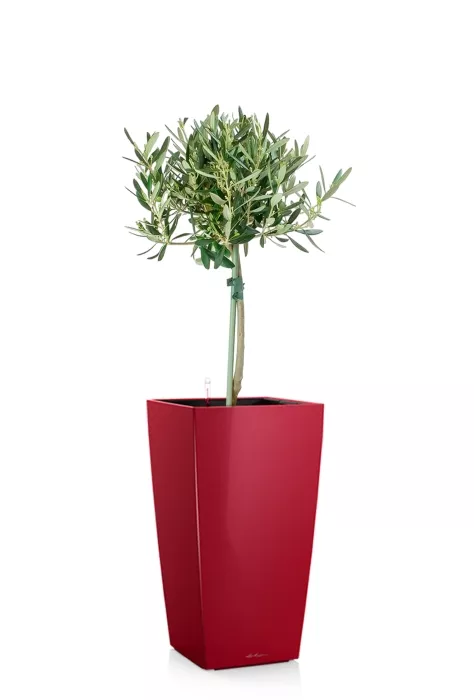 Олива на стволе в CUBICO 22, ярко-красный блестящий