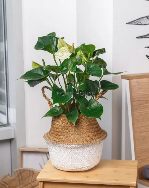 Корзина малая белый\крафт