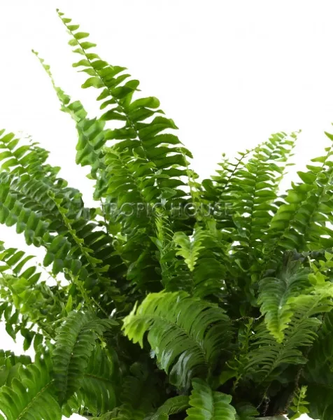 Набор Нефролеписов в CUBE COLOR 14