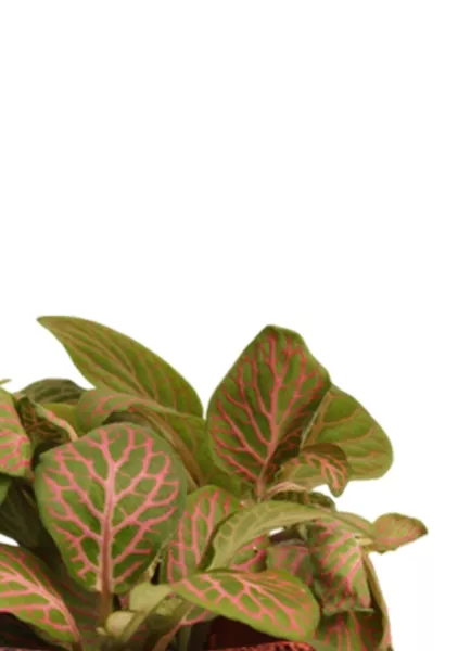 Фиттония микс 10/15 см