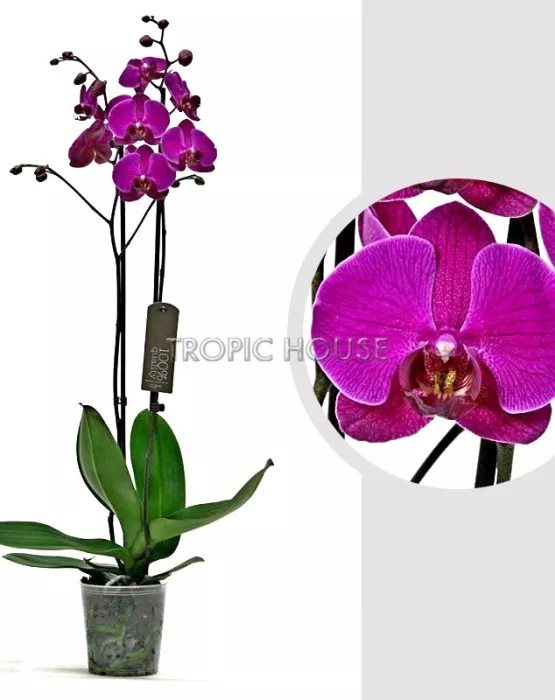 Орхидея Фаленопсис 2 ствола Фуксия 12/60 см