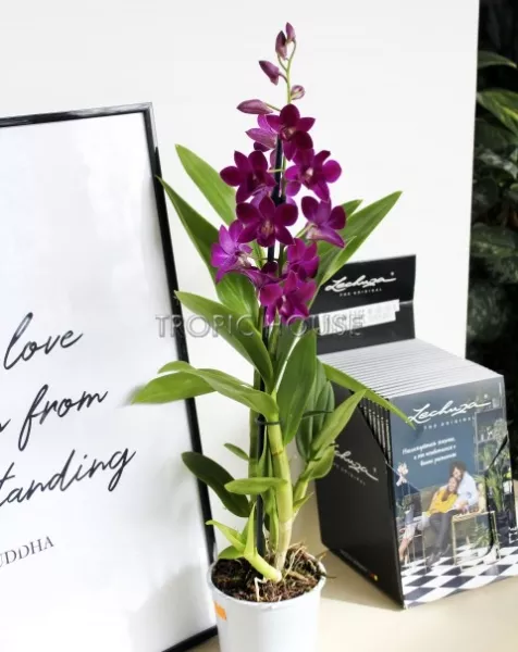 Орхидея Дендробиум Санок фуксия в ORCHIDEA 18