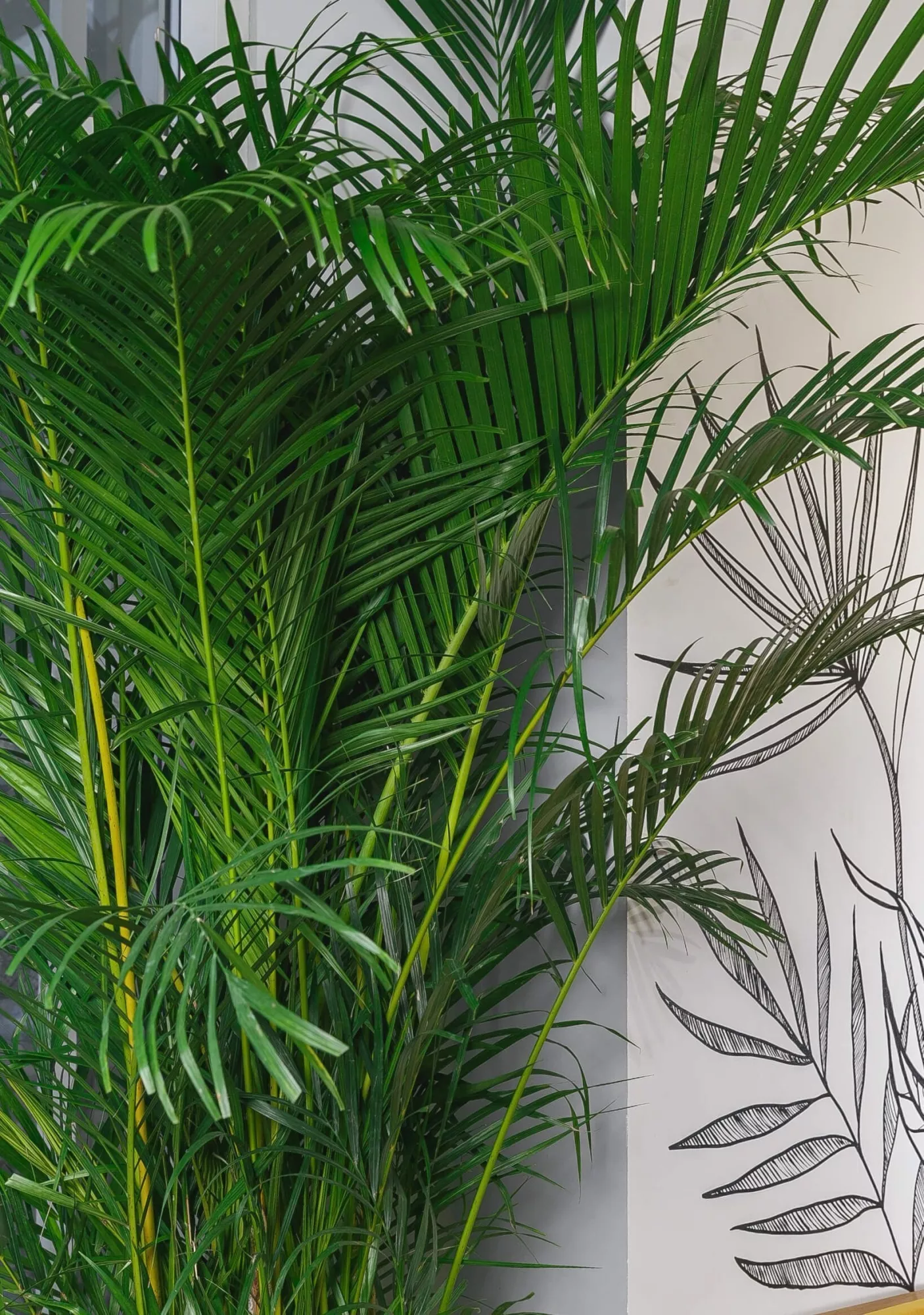 Хризалидокарпус Арека 40/220 см