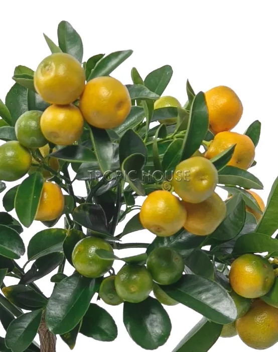 Цитрус в QUADRO LS 21