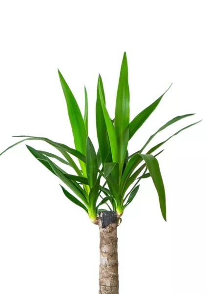 Юкка 1ств 15/60 см в CLASSICO 18