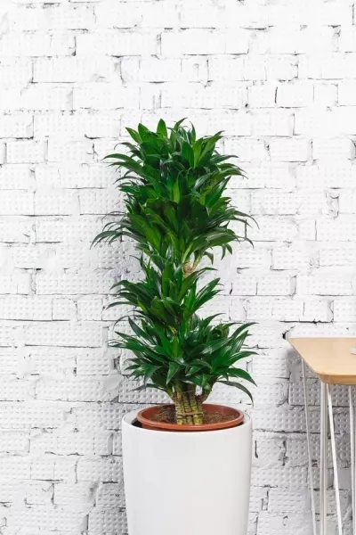 Драцена Компакта бранч 34/150 см в CANTO STONE HIGH 40