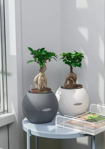 Фикус бонсай в PURO 20