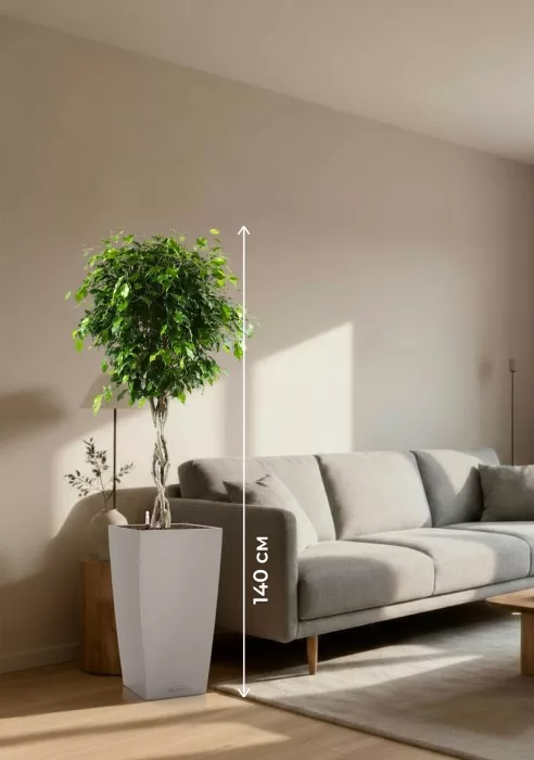 Фикус Бенджамина Экзотика переплетенный в CUBICO COLOR 30