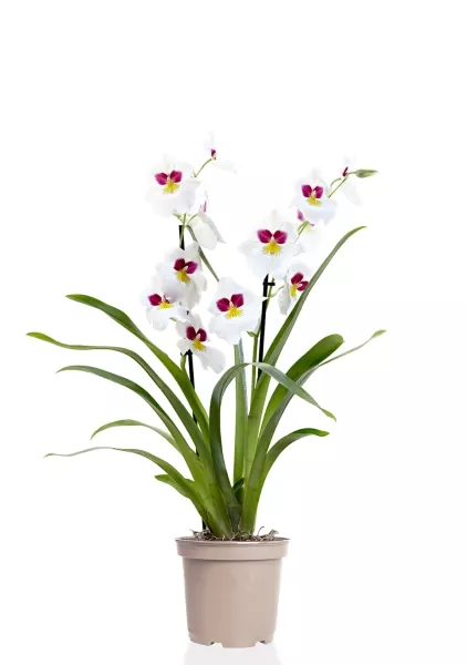 Орхидея Мильтония белая 12/30 см