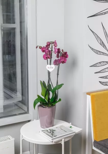 Орхидея Фаленопсис мини микс 6/25 см