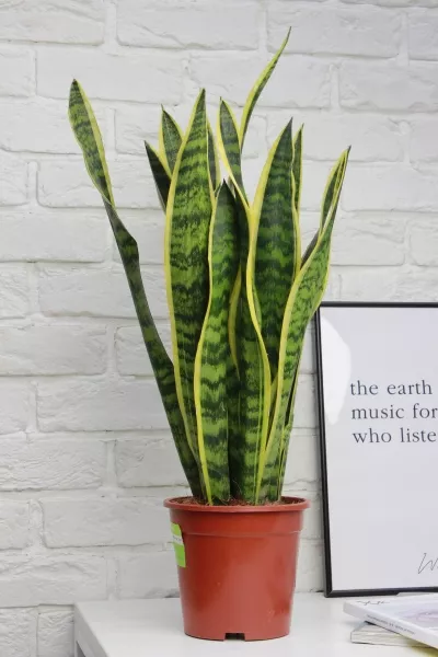 Сансевиерия Лауренти 17/60 см в CUBICO 22