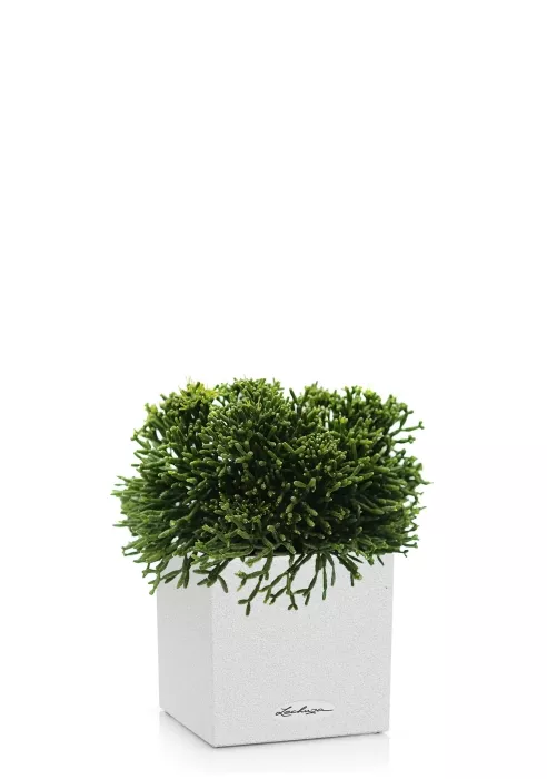 Рипсалис в CANTO Stone 14, Песочный белый 