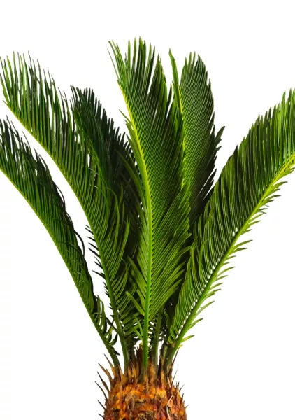 Цикас Революта 14/60 см в CLASSICO 18