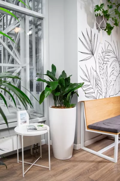 Аспидистра в RONDO 40