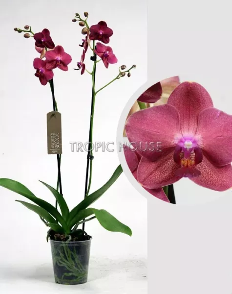 Орхидея Фаленопсис коралловая 12/60 см