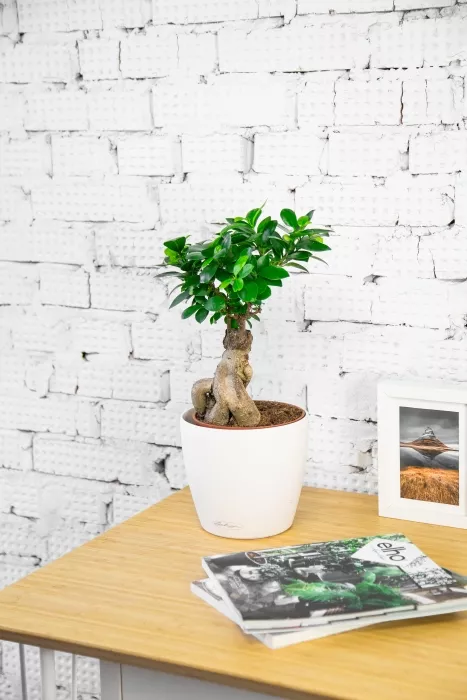 Бонсай в CLASSICO 18