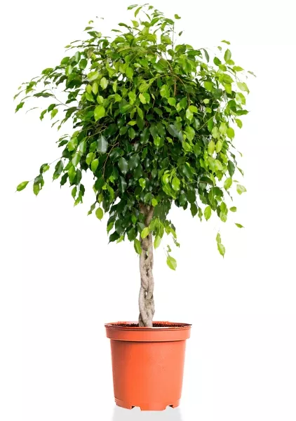 Фикус Бенджамина Экзотика переплетенный 40/150 см