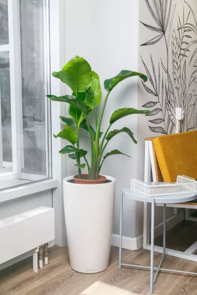 Стрелиция Николай 21/100 см в CILINDRO 32