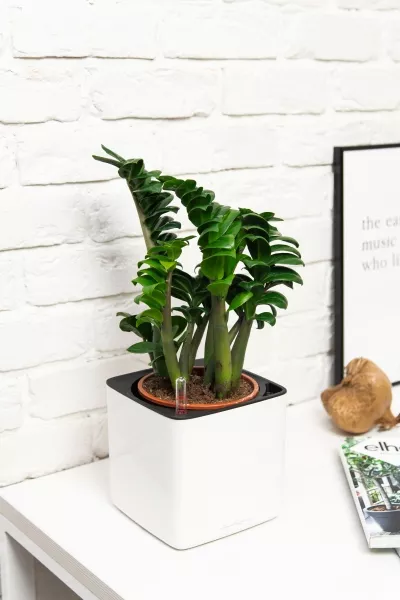 Замиокулькас Зензи 14/50 см в CUBE Glossy 16