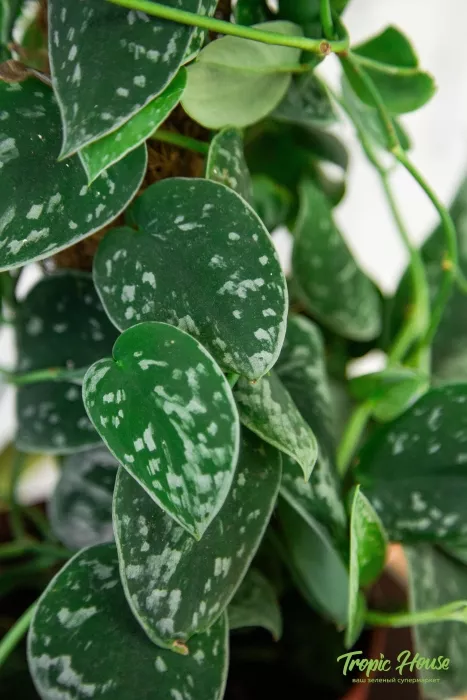 Сциндапсус Пиктус на опоре 15/50 см