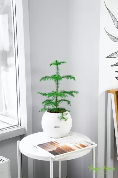 Араукария 1 ствол 10/30 см