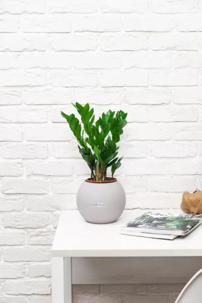 Замиокулькас 12/45 см