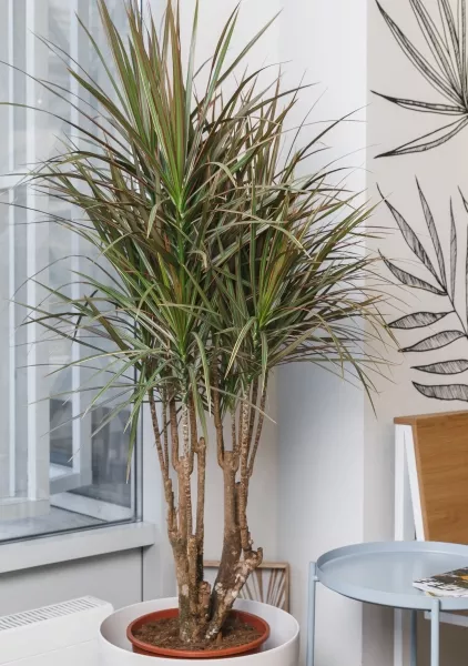 Драцена Маргината бранч 32/150  см