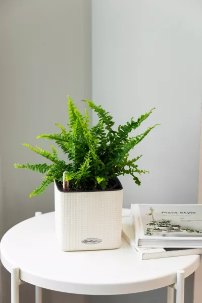 Нефролепис в CUBE COLOR 14