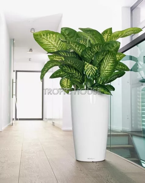 Кашпо LECHUZA RONDO 40х75 см