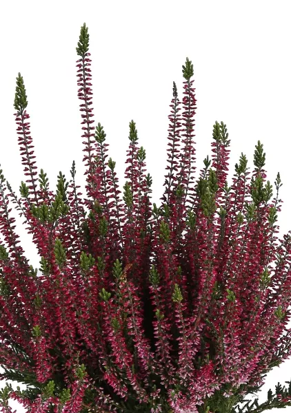 Вереск (Эрика) бордовый в CANTO Stone 14