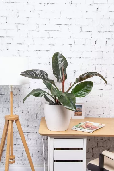 Филодендрон Империал Ред 19/60 см в CLASSICO 18