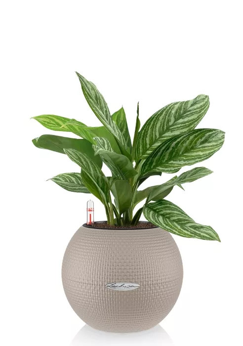 Аглаонема Страйп в PURO 20, песочно-коричневый