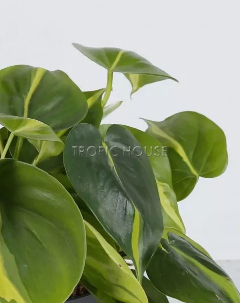Филодендрон Бразил OJO 25 см
