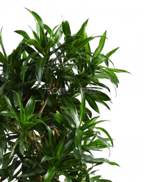 Драцена Песнь Ямайке RONDO 32