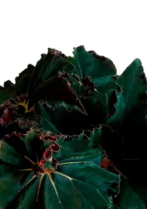 Бегония Рекс Дарк Мамба 12/25 см в OJO